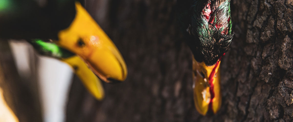 dead ducks handing from a tree