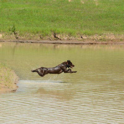 Preseason Dog Training With Tony Vandemore