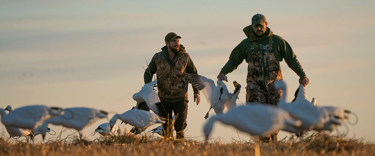 two hunters carrying geese among decoys