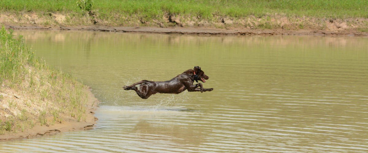Dog jumping over water