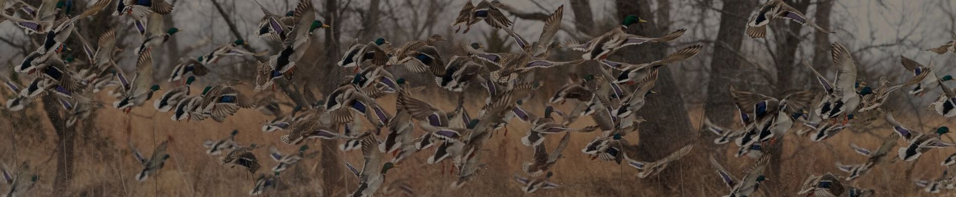 Ducks flying up from a lake