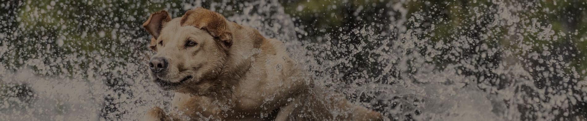 Dog carrying a duck in its mouth while running through water