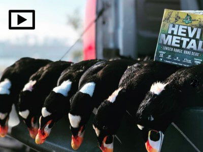 HEVI-Metal Longer Range box next to a line of dead ducks on a pick-up tailgate