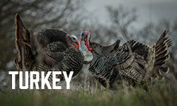 two tom turkeys
