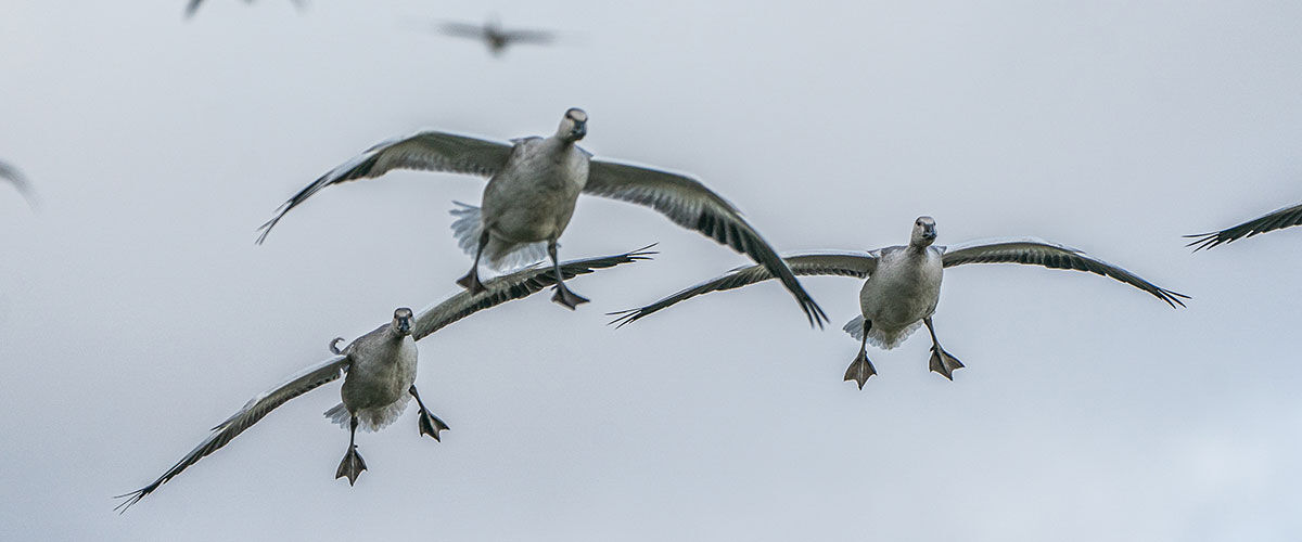 ducks flying in the air