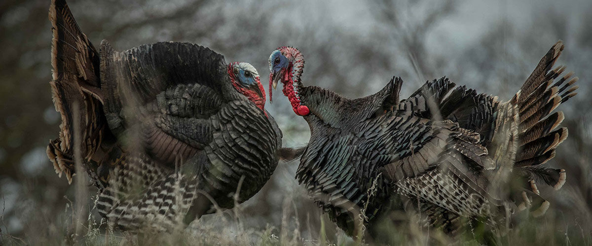 two tom turkeys