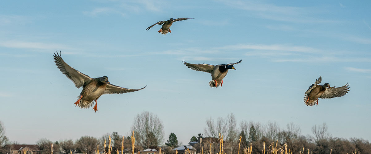ducks flying in the air getting ready to land