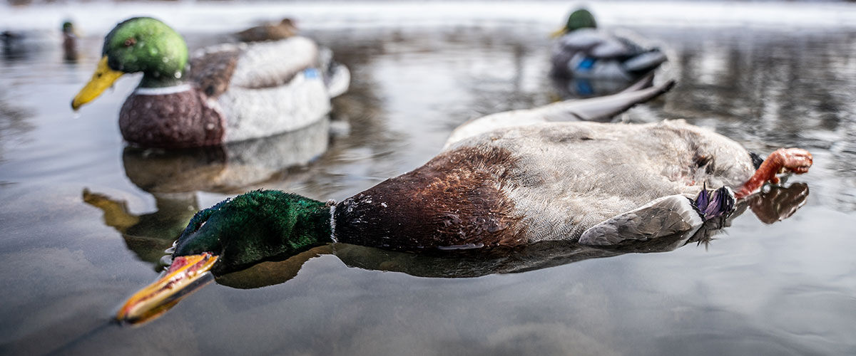 duck laying in a pond