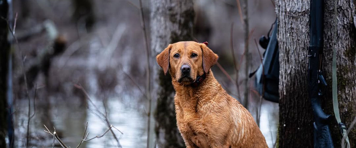 dog standing next to a tree 