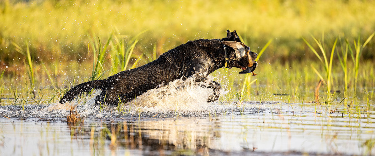 dog carrying a duck through water