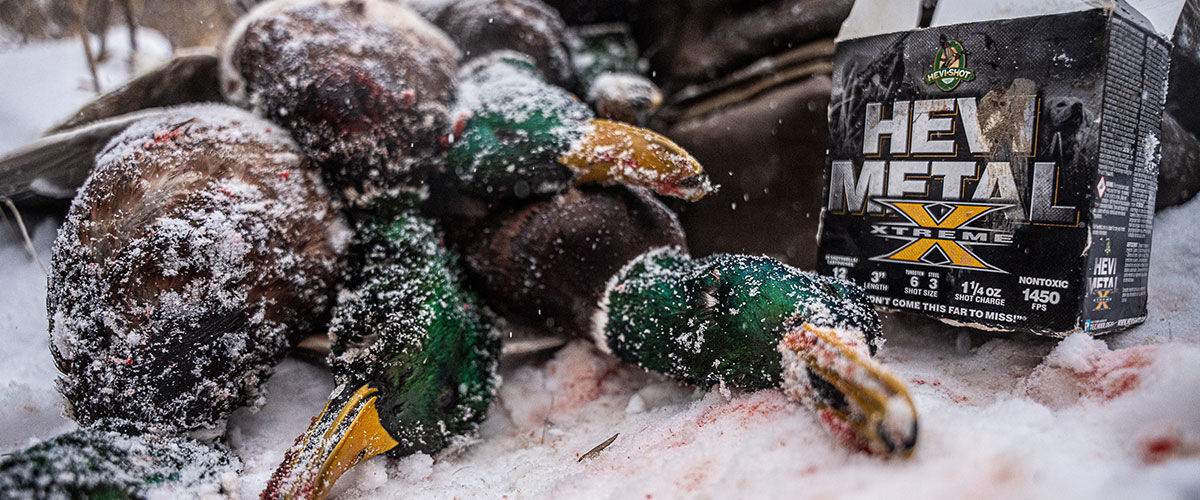 ducks in the snow next to a box of HEVI-Metal Xtreme